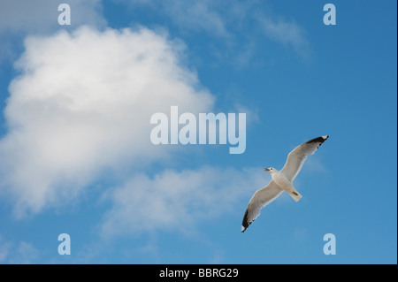 Larus canus. In bilico gabbiano comune contro blu cielo nuvoloso. Isle of Harris, Ebridi Esterne, Scozia Foto Stock