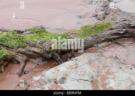 Tronchi di alberi conservati in una foresta sottomarina ha rivelato a bassa marea a Porlock Weir in Somerset Foto Stock