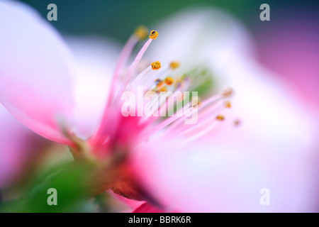 Peach Bonanza Prunus persica Bonanaza fiore primavera in Inghilterra Foto Stock