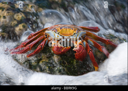 Sally lightfoot crab (Grapsus grapsus) sfidando le onde Punta Espinosa Fernandina Island Galapagos Ecuador Oceano Pacifico Foto Stock