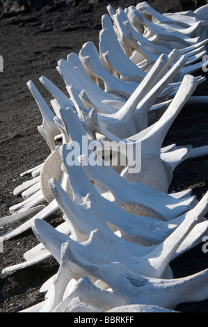 Balena scheletro di vertebra close-up Punta Espinosa Fernandina Island Galapagos Ecuador Oceano Pacifico Sud America possono Foto Stock