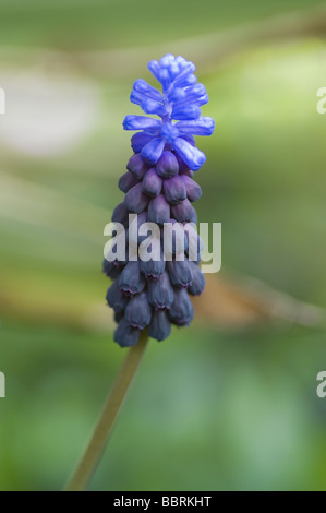 Giacinto di uva Muscari armeniacum close up contro lo sfondo di colore verde Foto Stock