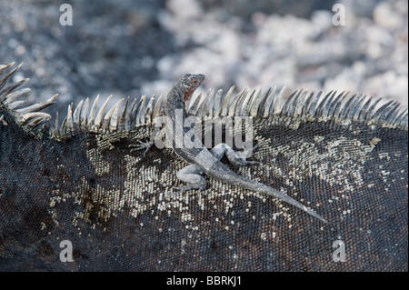 La Lava lizard (Microlophus albemarlensis) poggia su marine iguana ritorno Punta Espinosa Fernandina Island Galapagos Ecuador Pacific Foto Stock