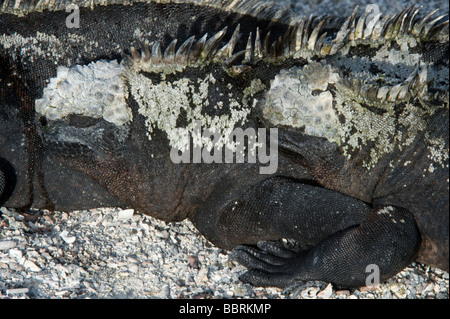 Iguane Marine (Amblyrhynchus cristatus) Punta Espinosa Fernandina Island Galapagos Ecuador Oceano Pacifico Sud America possono Foto Stock