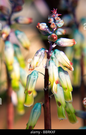 Lachenalia aloides Cape cowslip flower Glasshouse Inghilterra molla Foto Stock