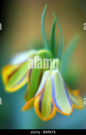 Fritillaria bithynica Fritillary Baker flower glasshouse Inghilterra molla Foto Stock