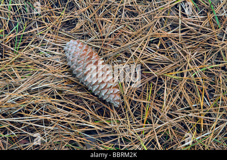 Cono di pino e gli aghi in una foresta di conifere Foto Stock