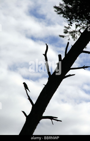 Gli uccelli rapaci arroccato su ragged ramo di albero Foto Stock