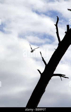 Gli uccelli rapaci arroccato su ragged ramo di albero Foto Stock