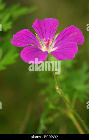 Bloody cranesbill - Geranium sanguineum Foto Stock