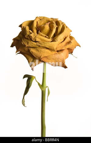 Unico essiccato rosa gialla contro sfondo semplice Foto Stock
