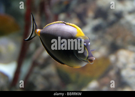 Il rossetto codolo o naso Tang, Naso lituratus, aka Orangespine Unicornfish, Tricolore Tang, Acanthuridae, Perciformes Foto Stock