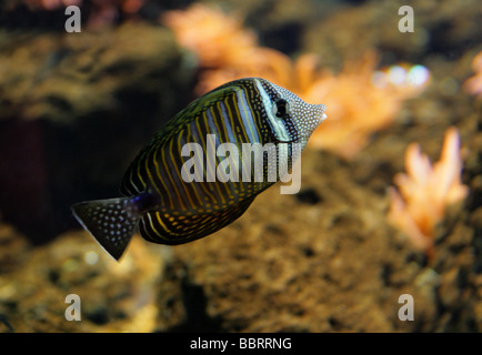 Desjardin o del Mare Rosso Sailfin Tang, Zebrasoma desjardinii, Acanthuridae Foto Stock