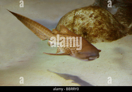 Zebra Shark, Stegostoma fasciatum (o varium), Stegostomatidae, aka Leopard Shark, Orectolobiformes. Foto Stock