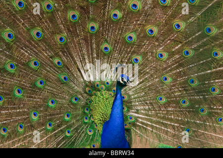 Display di corteggiamento di un maschio blu indiano Peacock Foto Stock