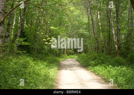 Foresta di peluche nel North Cascades Washington Sate Foto Stock