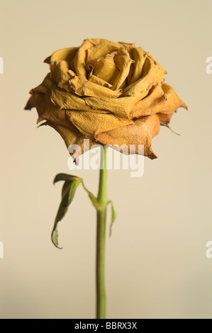 Unico essiccato rosa gialla contro sfondo semplice Foto Stock