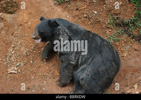 Asian Black Bear Foto Stock