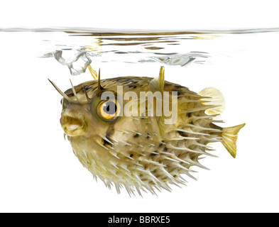 Allungate la spina dorsale porcupinefish anche sapere come balloonfish spinoso Diodon holocanthus davanti a uno sfondo bianco Foto Stock