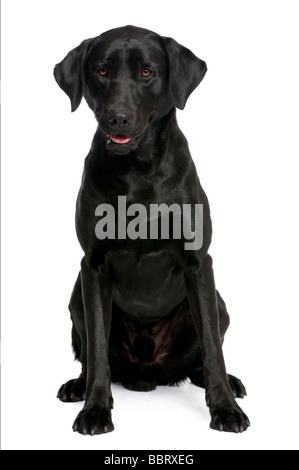 Il Labrador nero davanti a uno sfondo bianco Foto Stock