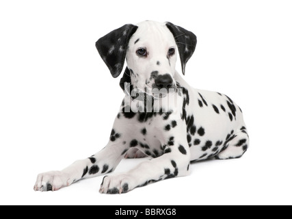 Cucciolo dalmata di fronte a uno sfondo bianco Foto Stock