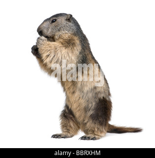 La marmotta alpina Marmota marmota 4 anni davanti a uno sfondo bianco Foto Stock