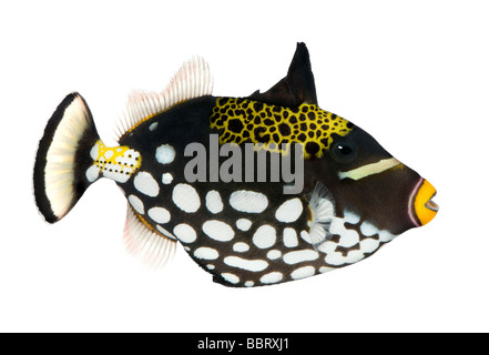 Clown triggerfish Balistoides conspicillum davanti a uno sfondo bianco Foto Stock