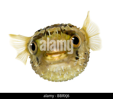 Allungate la spina dorsale porcupinefish anche sapere come balloonfish spinoso Diodon holocanthus davanti a uno sfondo bianco Foto Stock