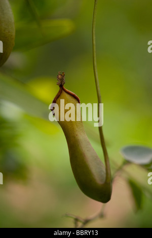 Un Diaoptorcup al Bako National Park Borneo Foto Stock