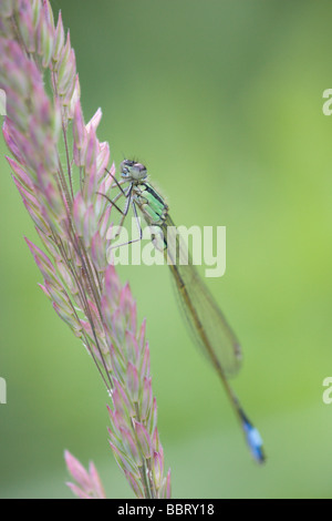 Un verde Damselfly (White-Legged damselfly - Platycnemis latipes ?) in appoggio su una paletta di erba Foto Stock