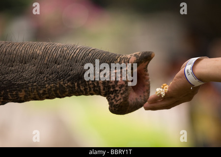 Elephant presso lo Zoo Nazionale di Kuala Lumpur Foto Stock