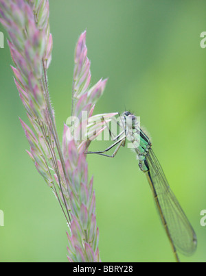 Un verde Damselfly (White-Legged damselfly - Platycnemis latipes) in appoggio su una paletta di erba Foto Stock