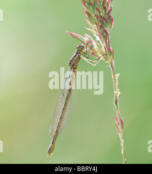 Damselfly (White-Legged damselfly - Platycnemis latipes) in appoggio su una paletta di erba Foto Stock