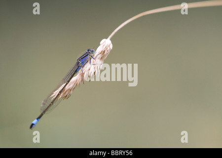 Un comune Damselfly blu (Enallagma cyathigerum) in appoggio su una paletta di erba Foto Stock