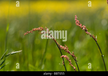 Pecore acetosa Rumex acetosella Foto Stock