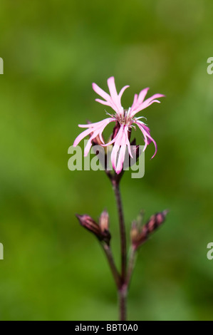 Ragged robin Lychnis flos cuculi Foto Stock