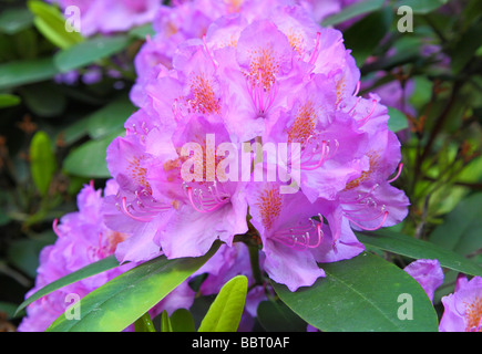 Viola Viola rhododendron fiori che fioriscono rododendri catawbiense Foto Stock