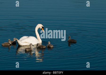 Cigni e cygnets Foto Stock