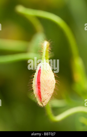 Papavero comune Papaver rhoeas bud Foto Stock