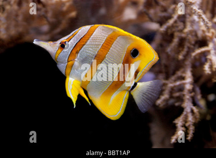 Copperband Butterflyfish, rame-Butterflyfish nastrati, fatturati Butterflyfish o becco Coralfish, Chelmon rostratus, Chaetodontidae Foto Stock