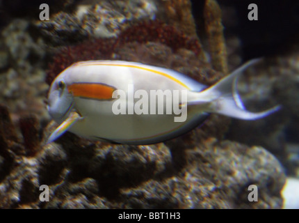 Orangeband Surgeonfish, arancio listati Surgeonfish, Arancione Epaullete Surgeonfish o arancione-codolo con spallamento, Acanthurus olivaceus Foto Stock