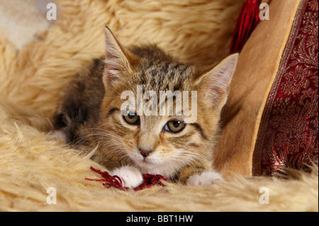 Giovani tabby kitten accovacciato sdraiato Foto Stock