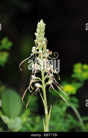 Lizard Orchid himantoglossum hircinum Foto Stock