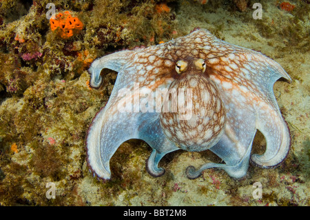 Polpo Octopus vulgaris caccia su una barriera corallina in Juno Beach FL Foto Stock