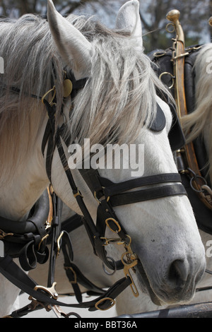 Imbracatura a collare cavallo testa bianca nessuno in alta risoluzione verticale negli Stati Uniti Foto Stock