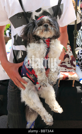 Cane annuale Festival di St Lawrence Area di mercato Toronto Ontario Canada Foto Stock