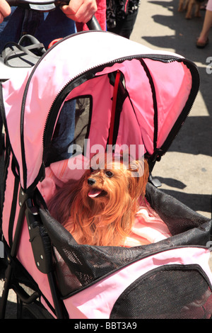 Cane annuale Festival di St Lawrence Area di mercato Toronto Ontario Canada Foto Stock