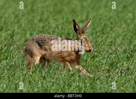 Brown lepre pause come egli corre attraverso un campo arabile. Foto Stock