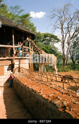 Persone alimentando le giraffe - giraffa - Centro di Nairobi, in Kenya Foto Stock