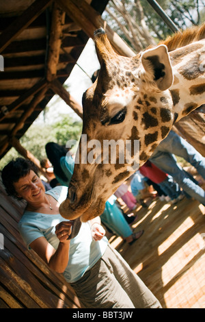 Close-up di alimentazione donna giraffa - Giraffe Centre - Nairobi, Kenya Foto Stock